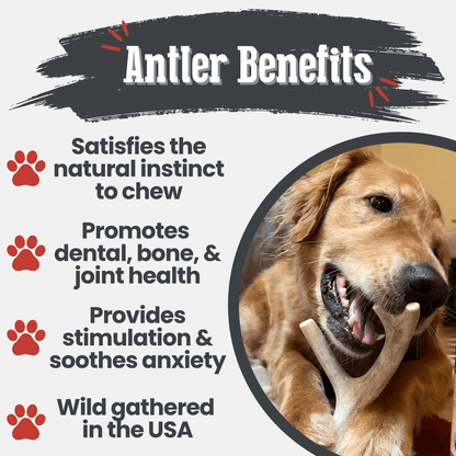 Deer Antler Dog Chews Large Whole 6 Oz 🦌