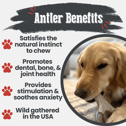 Deer Antler Dog Chews Large Whole 6 Oz 🦌