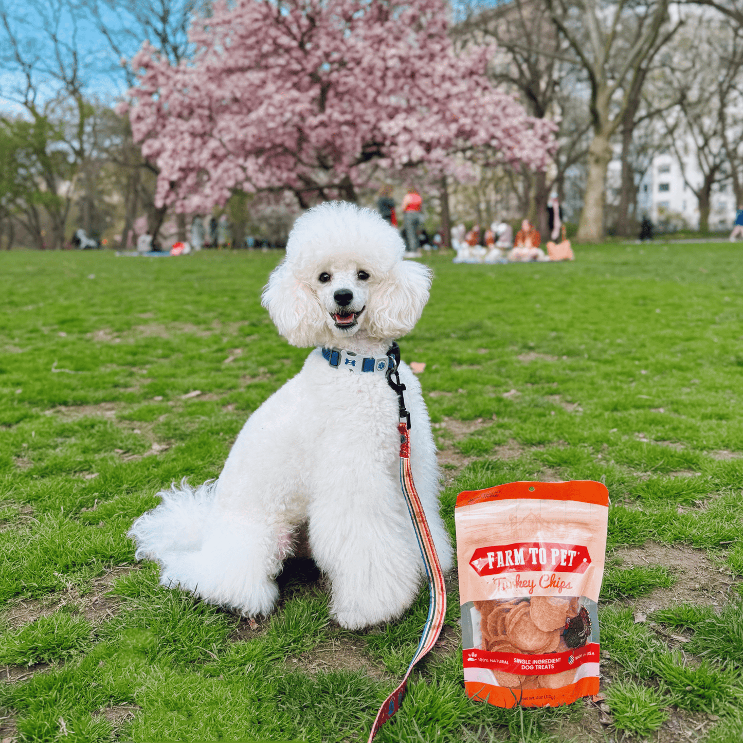Dog Treats Turkey Chips Single Ingredient Natural 4oz 🦃