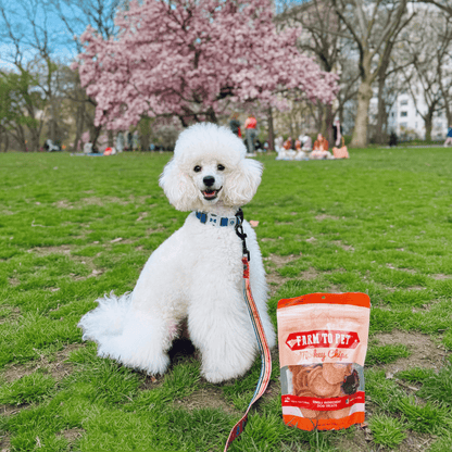 Dog Treats Turkey Chips Single Ingredient Natural 4oz 🦃