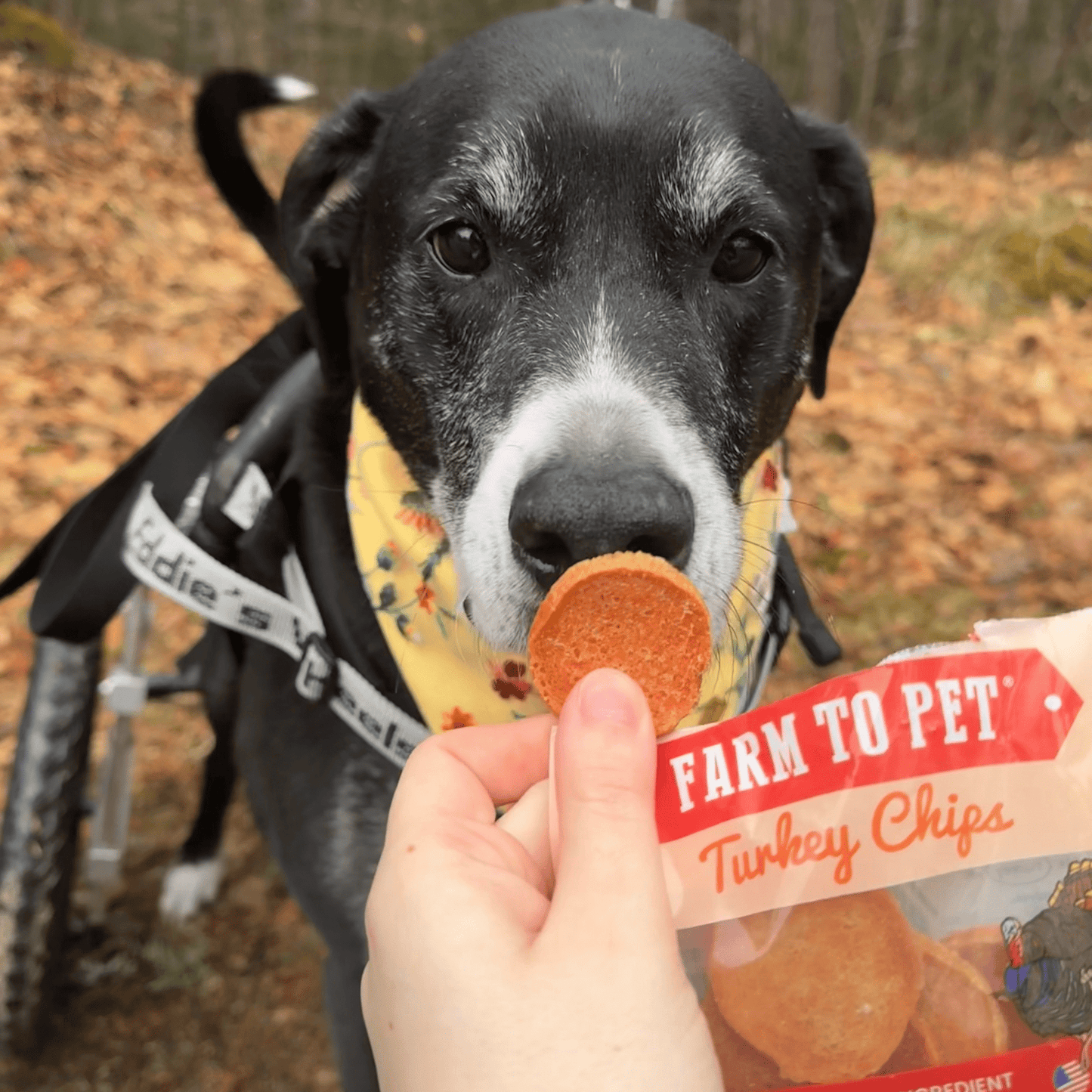 Dog Treats Turkey Chips Snack Pack Bundle 3 Oz 🦃