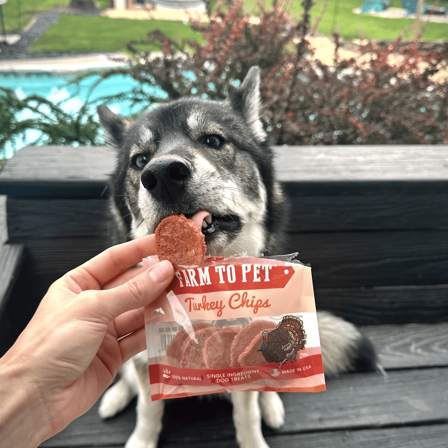 Dog Treats Turkey Chips Snack Pack Bundle 3 Oz 🦃