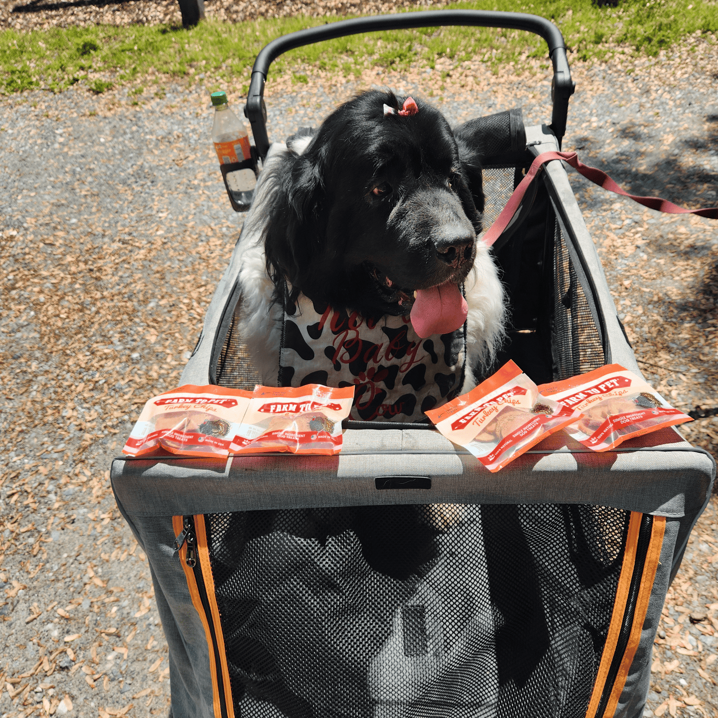 Dog Treats Turkey Chips Snack Pack Bundle 3 Oz 🦃