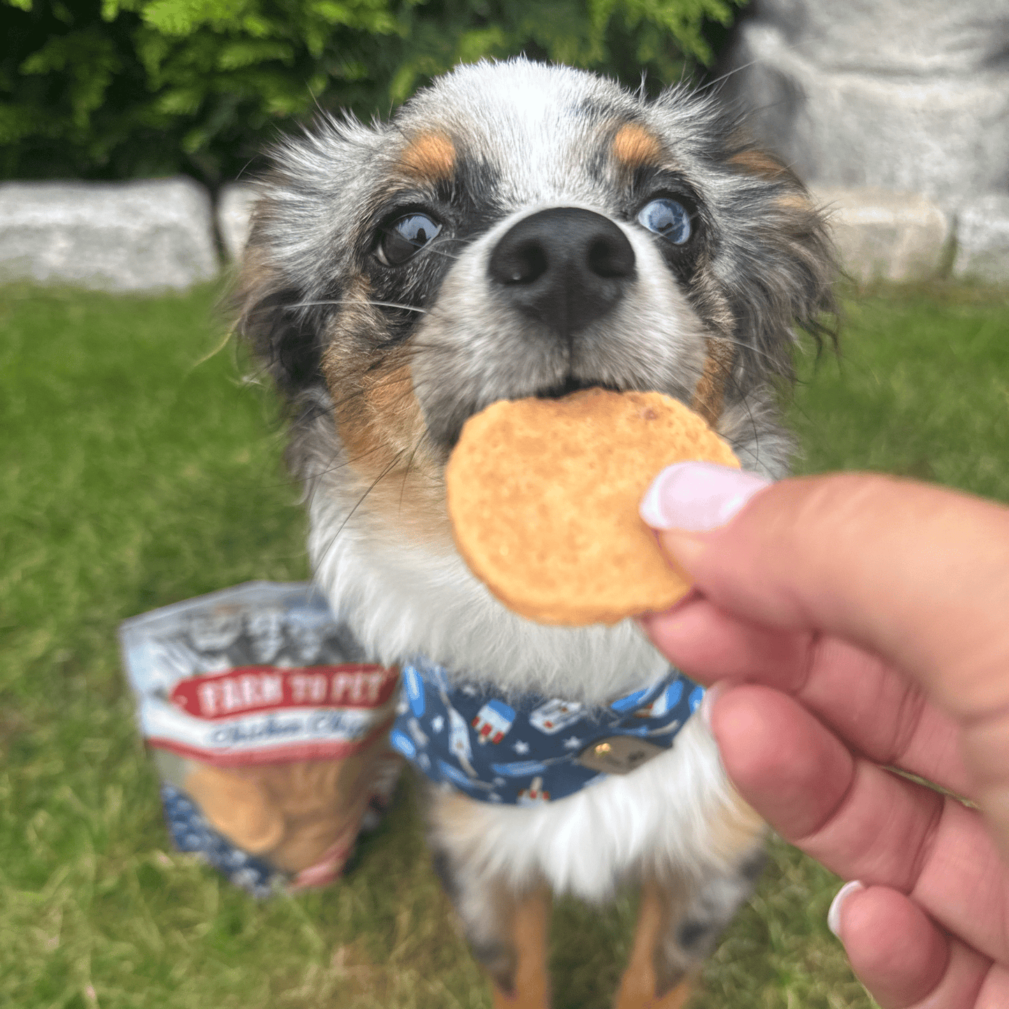Dog Treats Americana Chicken Chips 4.2 Oz 🇺🇸