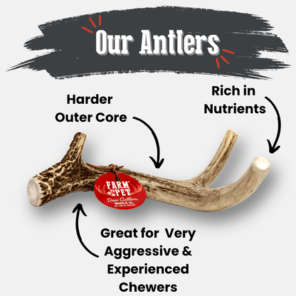 Deer Antler Dog Chews Large Whole 6 Oz 🦌