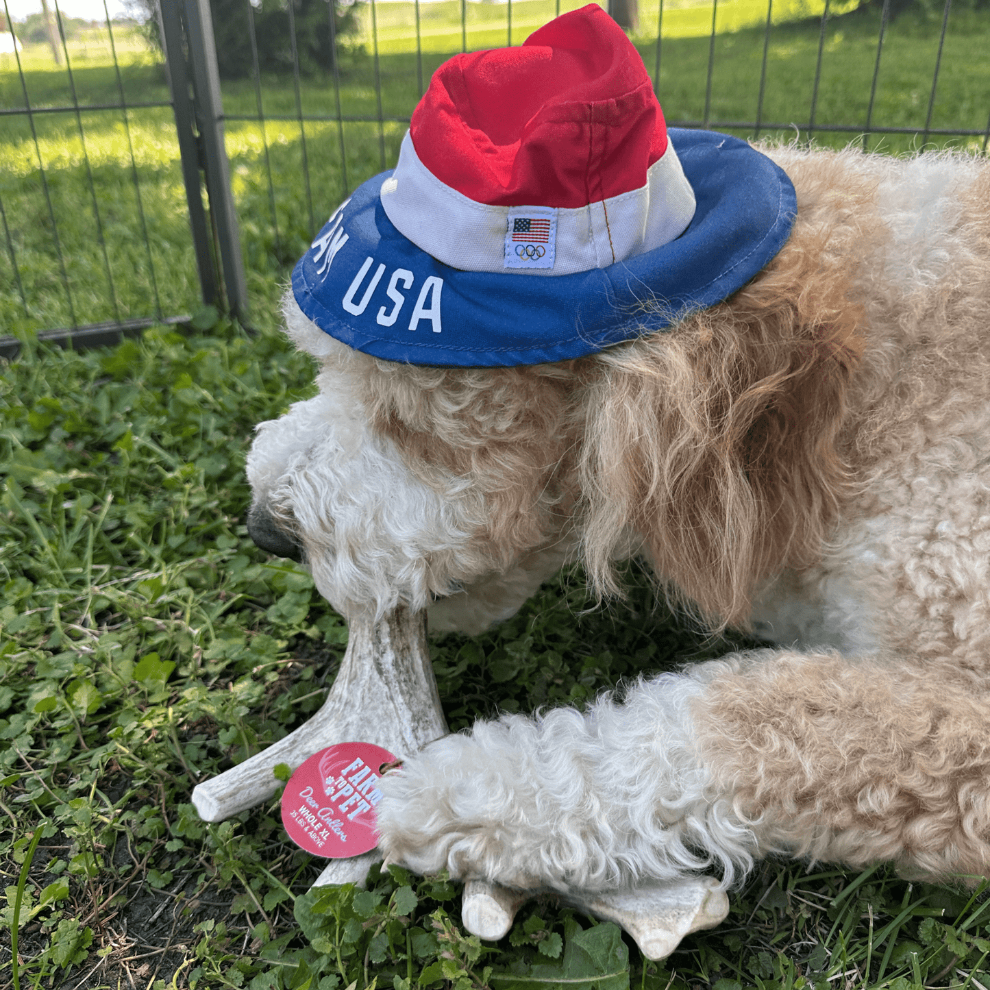 Deer Antler Dog Chews Large Whole 6 Oz 🦌