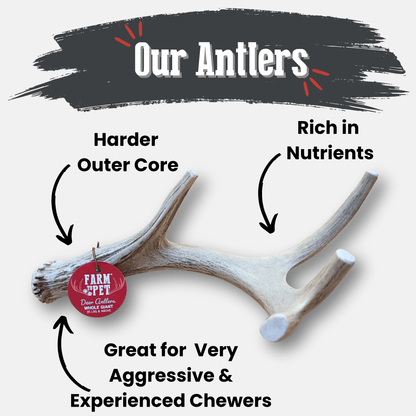 Deer Antler Dog Chews Large Whole 6 Oz 🦌