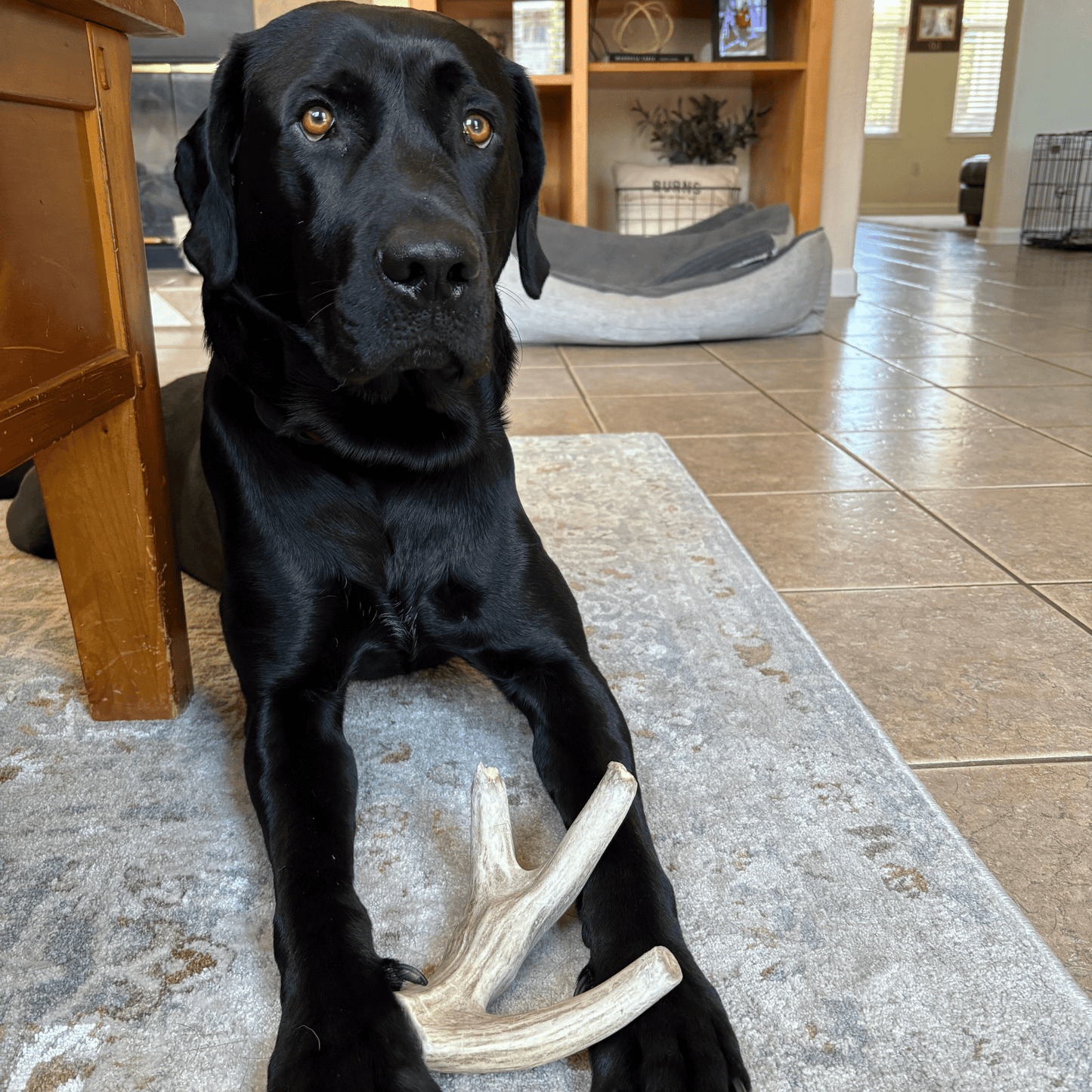 Deer Antler Dog Chews Large Whole 6 Oz 🦌
