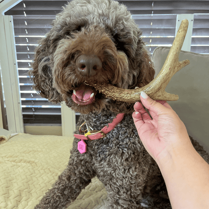 Deer Antler Dog Chews Large Whole 6 Oz 🦌