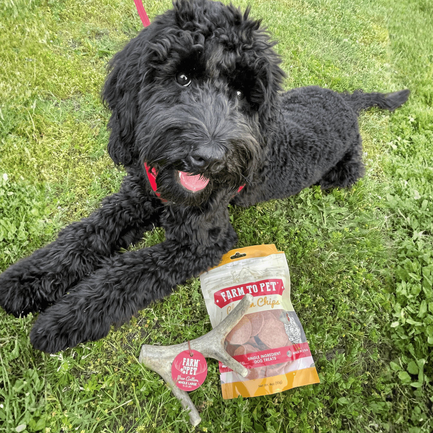Deer Antler Dog Chews Large Whole 6 Oz 🦌