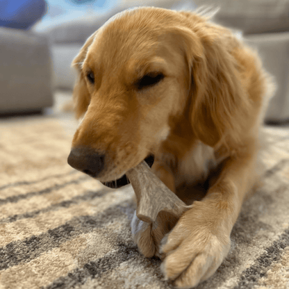 Deer Antler Dog Chews Large Whole 6 Oz 🦌