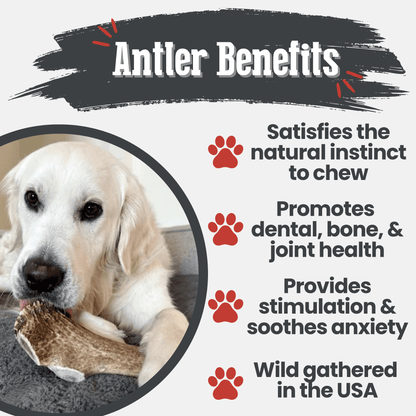 Elk Antlers Dog Chews Whole And Split Options 🦌