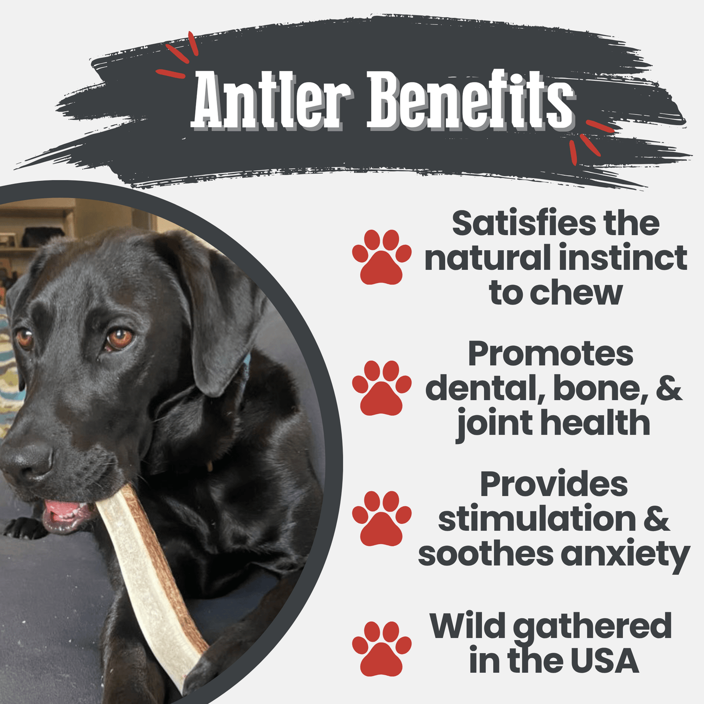Elk Antlers Dog Chews Whole And Split Options 🦌