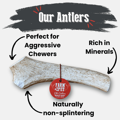 Elk Antlers Dog Chews Whole And Split Options 🦌