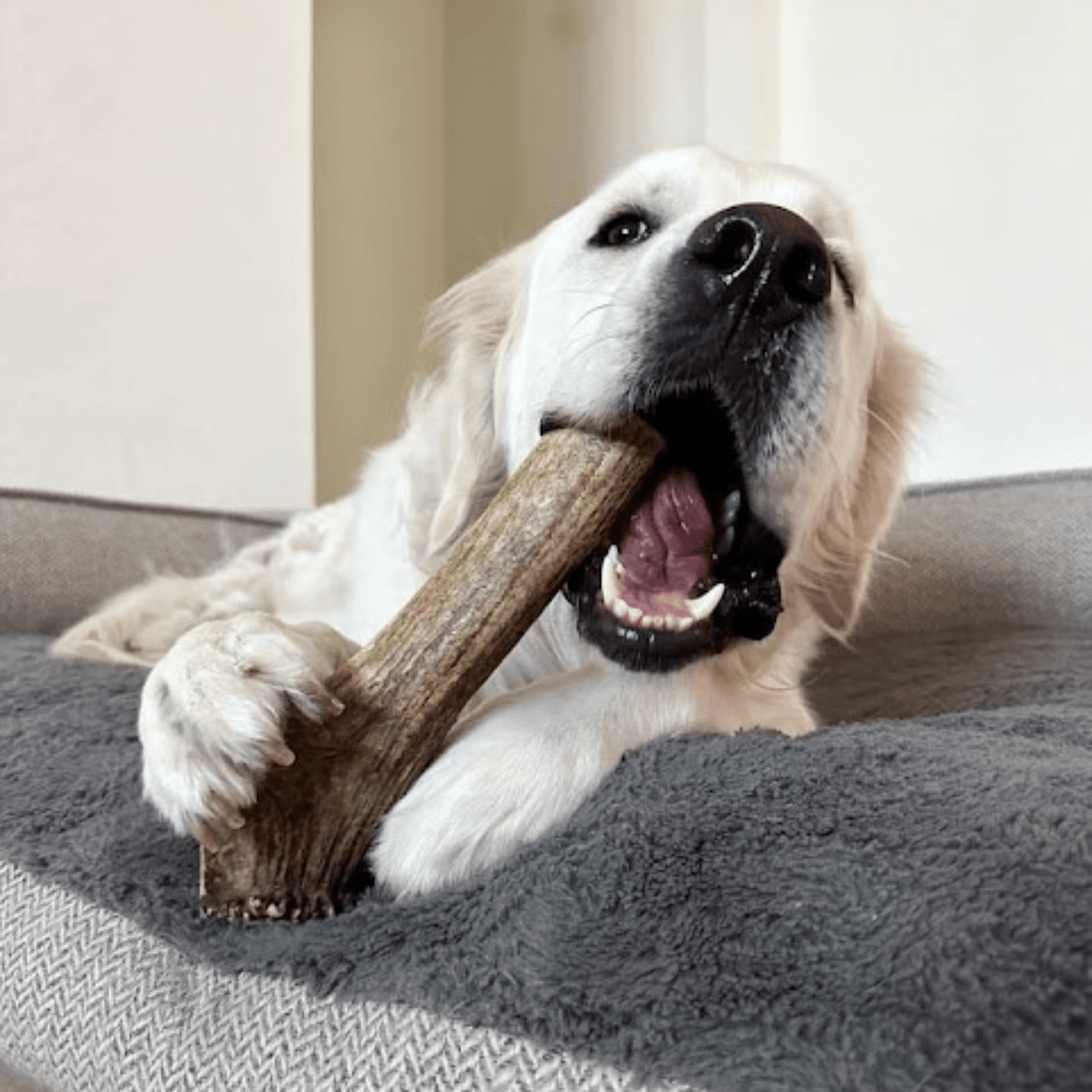 Elk Antlers Dog Chews Whole And Split Options 🦌