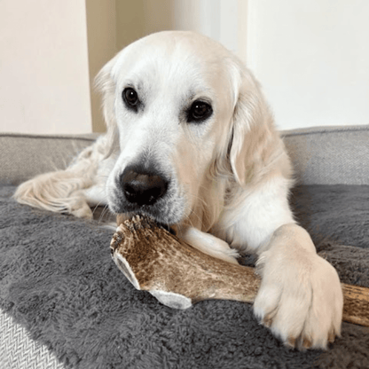 Elk Antlers Dog Chews Whole And Split Options 🦌