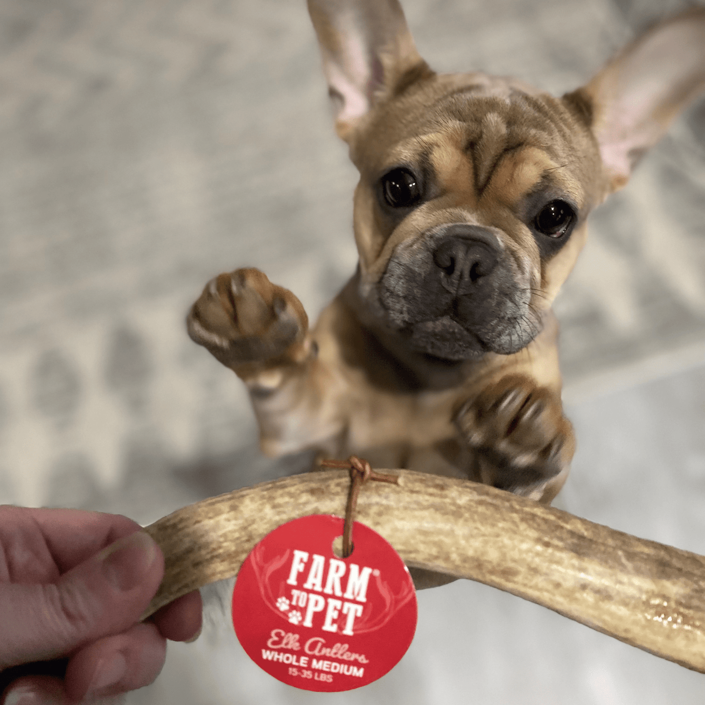 Elk Antlers Dog Chews Whole And Split Options 🦌