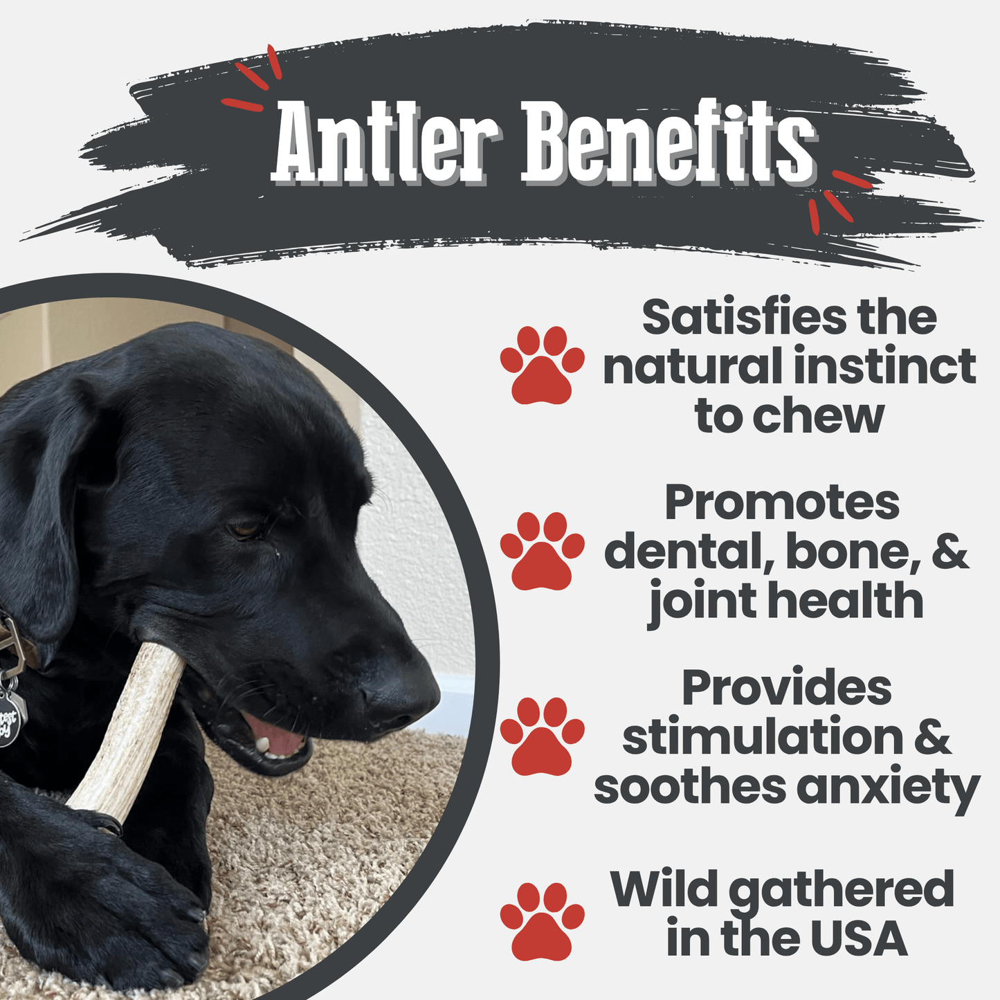 Elk Antlers Dog Chews Whole And Split Options 🦌