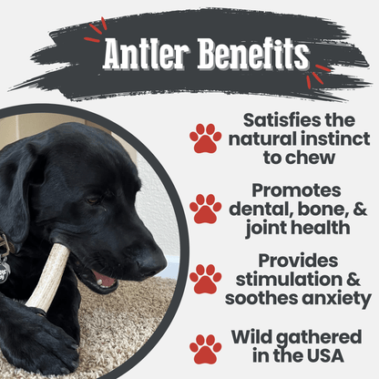 Elk Antlers Dog Chews Whole And Split Options 🦌