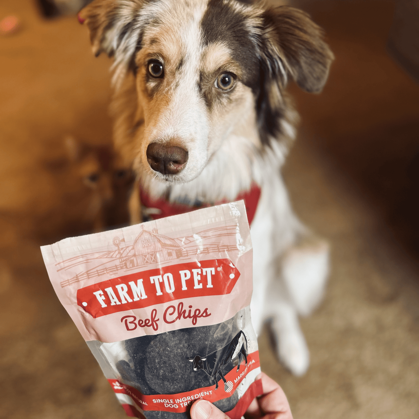 Dog Treats Puppy Starter Pack 5.7 Oz Training 🐶