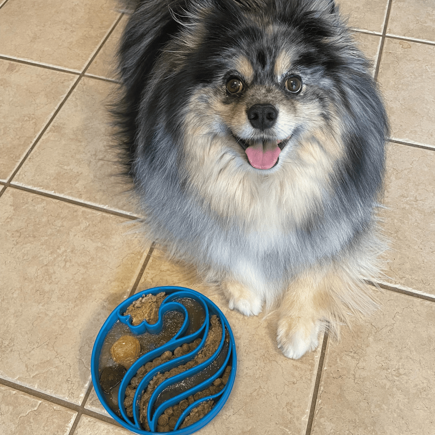 Slow Feeder Dog Bowl Honeycomb Design 🍽️