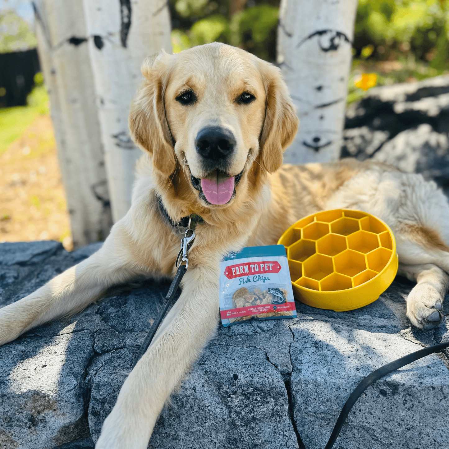 Slow Feeder Dog Bowl Honeycomb Design 🍽️