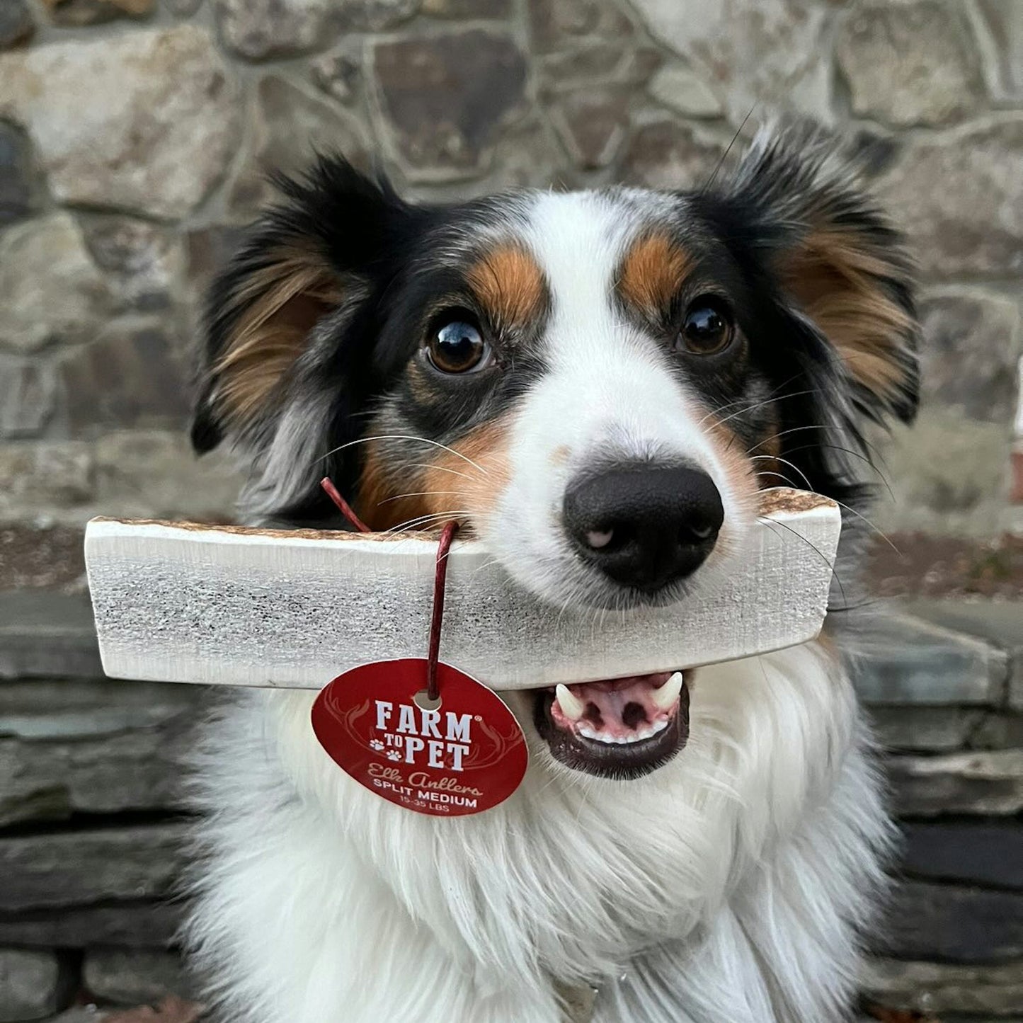 Elk Antlers Dog Chews Whole And Split Options 🦌