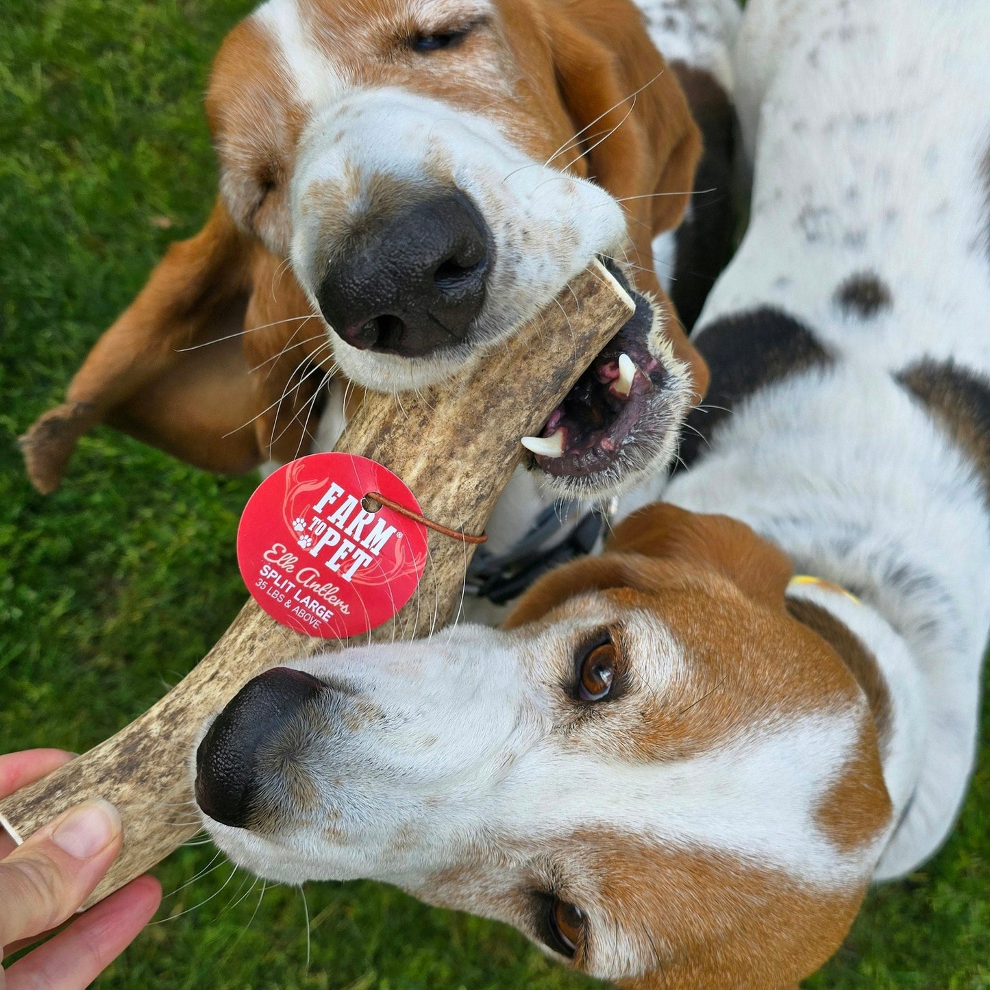 Elk Antlers Dog Chews Whole And Split Options 🦌