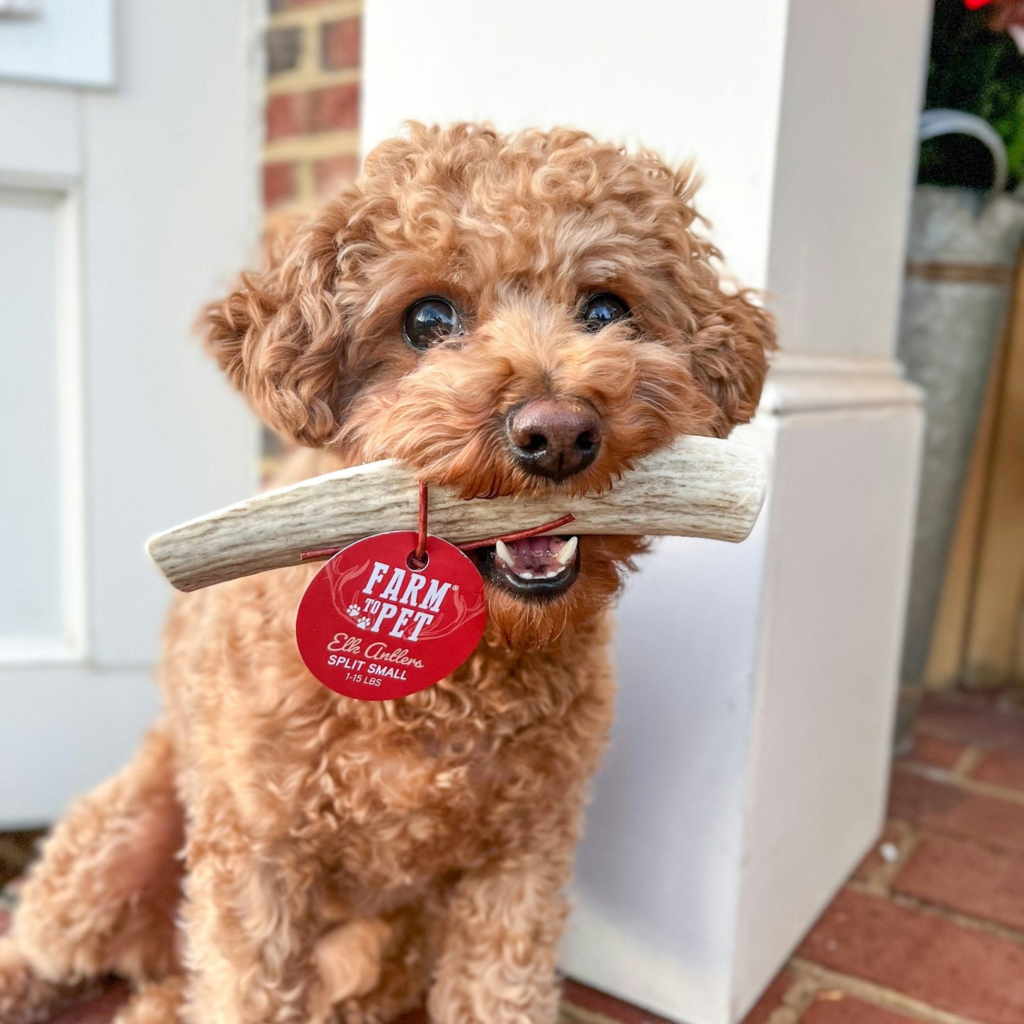 Elk Antlers Dog Chews Whole And Split Options 🦌