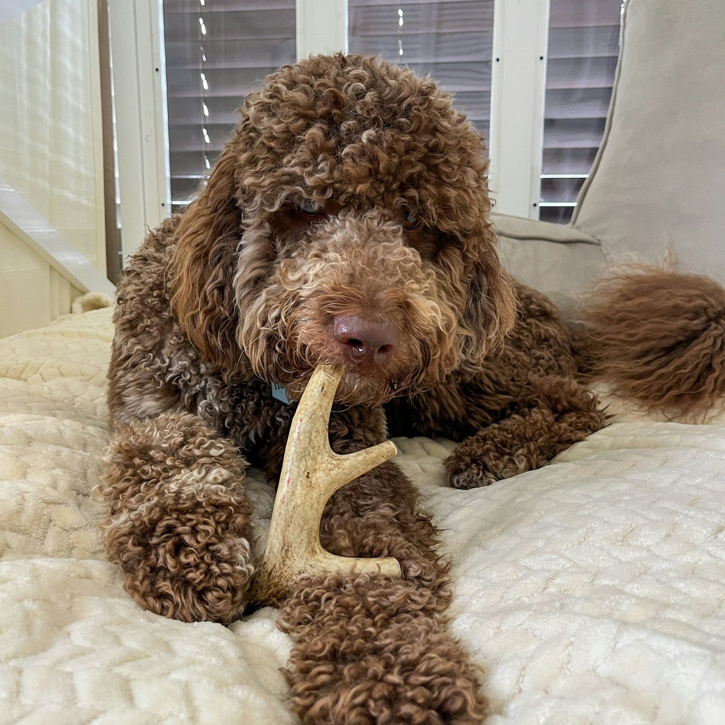 Deer Antler Dog Chews Large Whole 6 Oz 🦌
