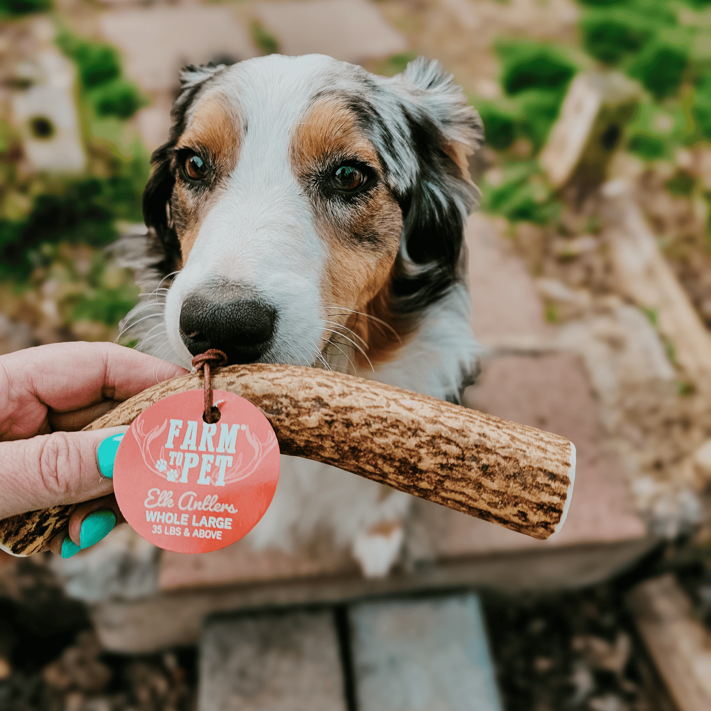 Elk Antlers Dog Chews Whole And Split Options 🦌