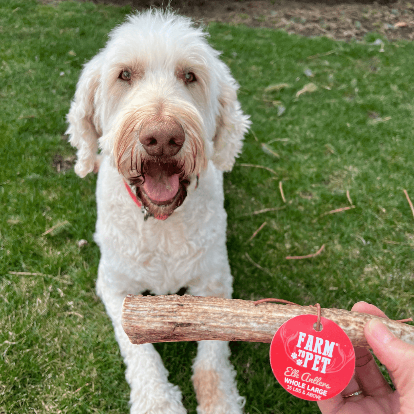 Elk Antlers Dog Chews Whole And Split Options 🦌