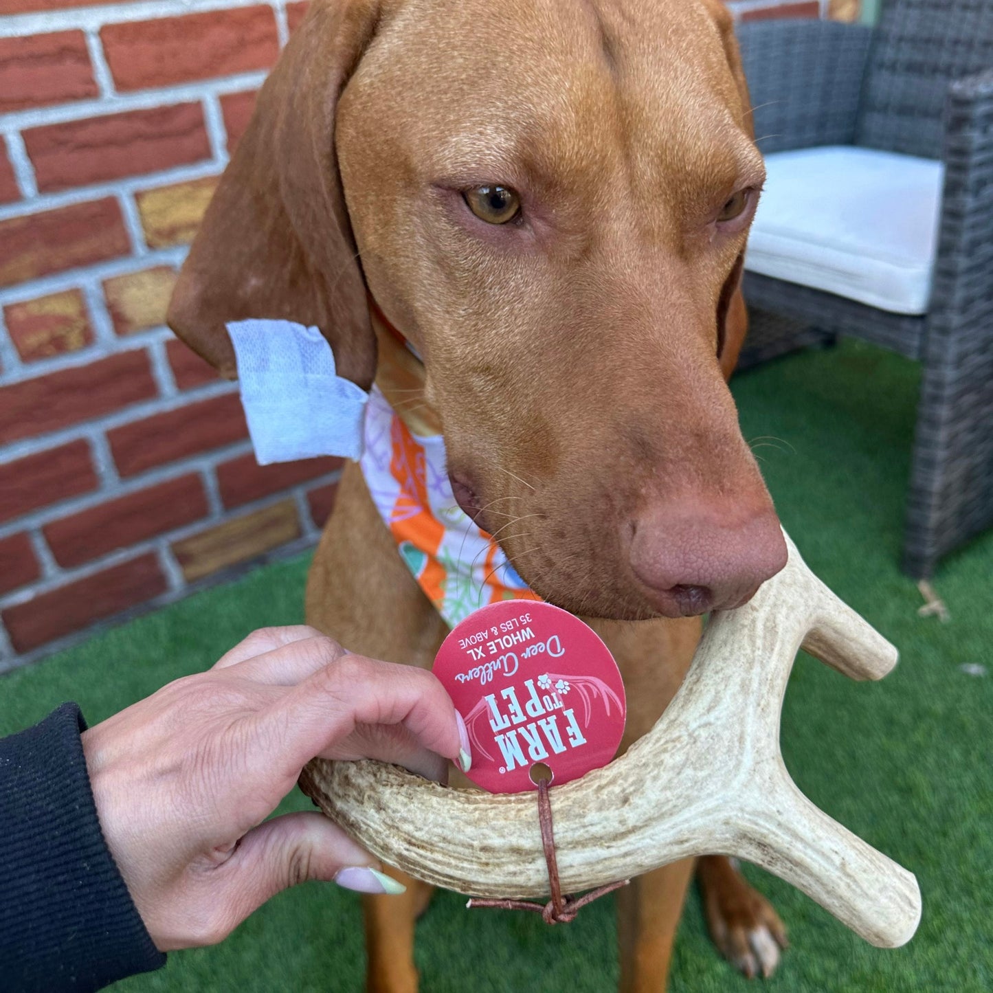 Deer Antler Dog Chews Large Whole 6 Oz 🦌