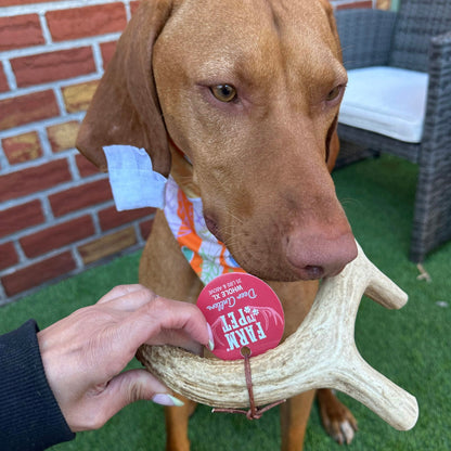 Deer Antler Dog Chews Large Whole 6 Oz 🦌
