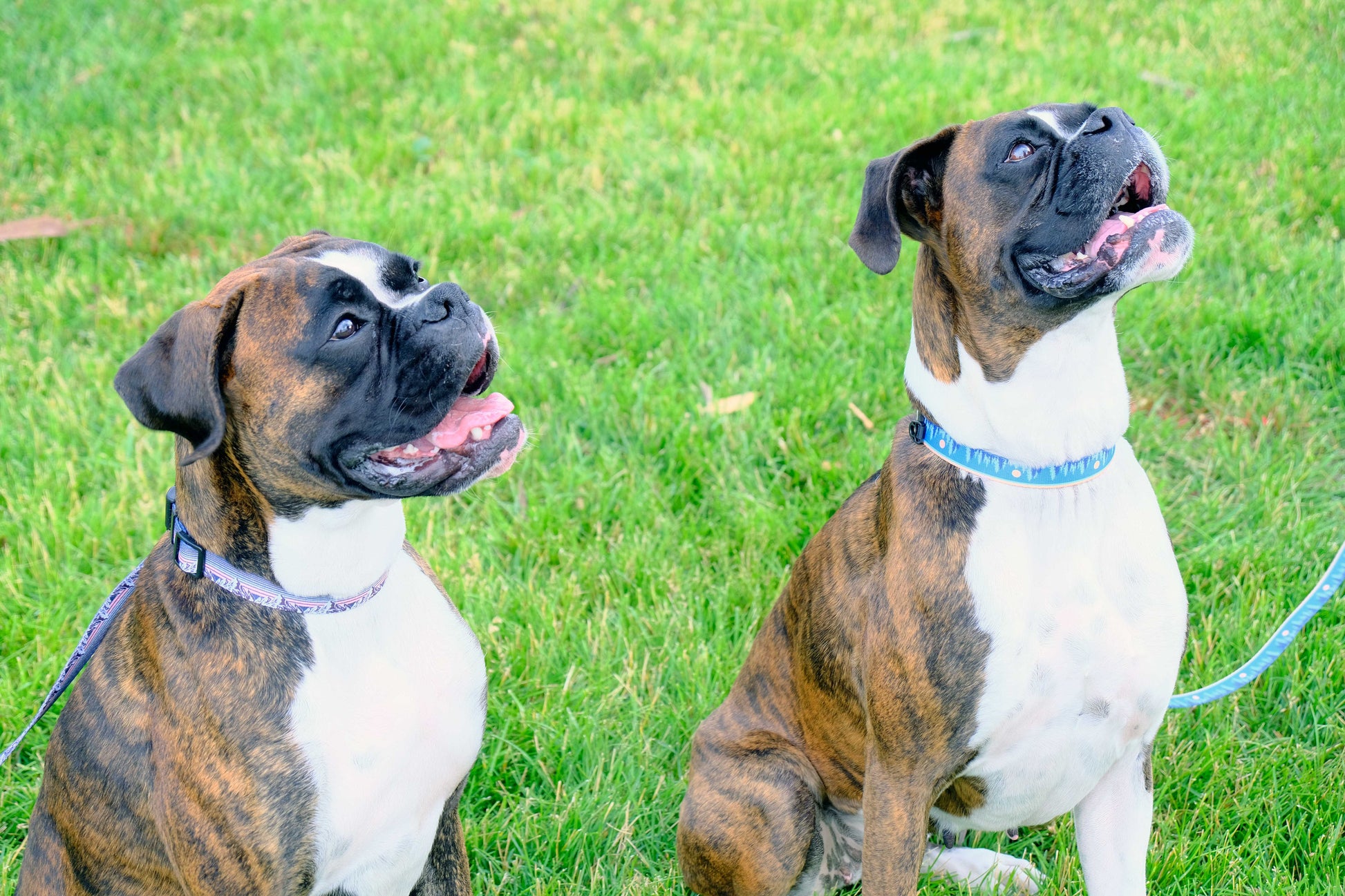 Outdoor Style Frozen Forest Nylon Dog Leash - Dog Leashes - Euro - Dog Collars and Leads