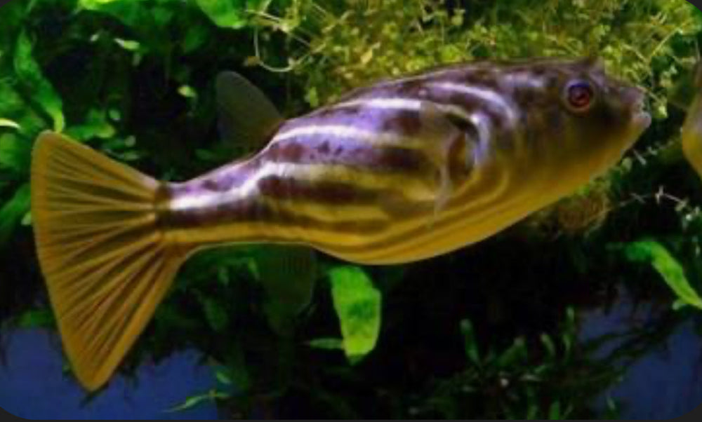 Fahaka Puffer Fish (Tetraodon Lineatus) 5”-6”