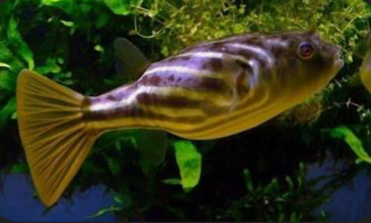 Fahaka Puffer Fish (Tetraodon Lineatus) 5”-6”