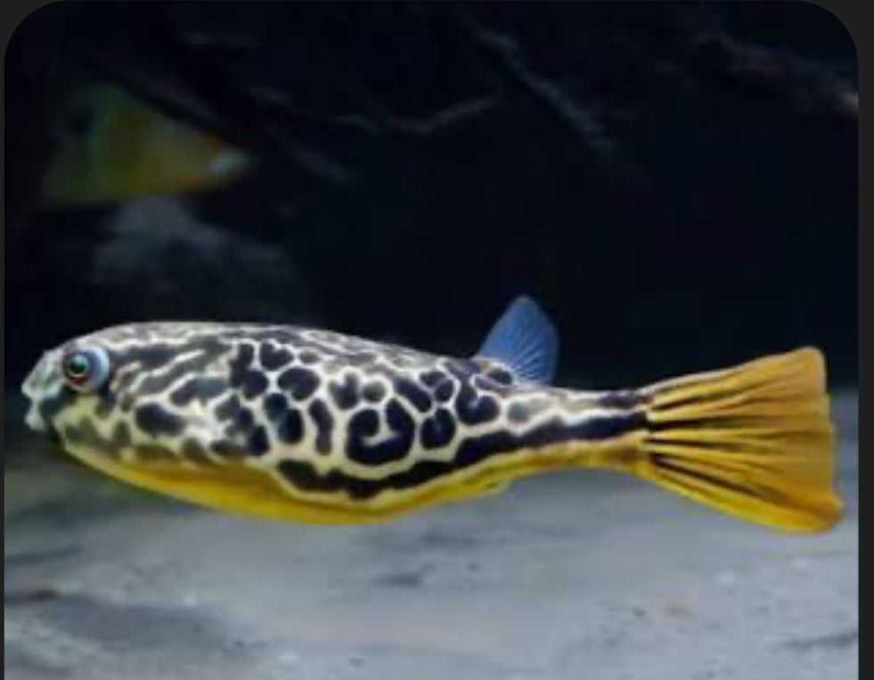 Mbu Puffer Fish (Tetraodon Mbu)