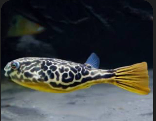 Mbu Puffer Fish (Tetraodon Mbu)