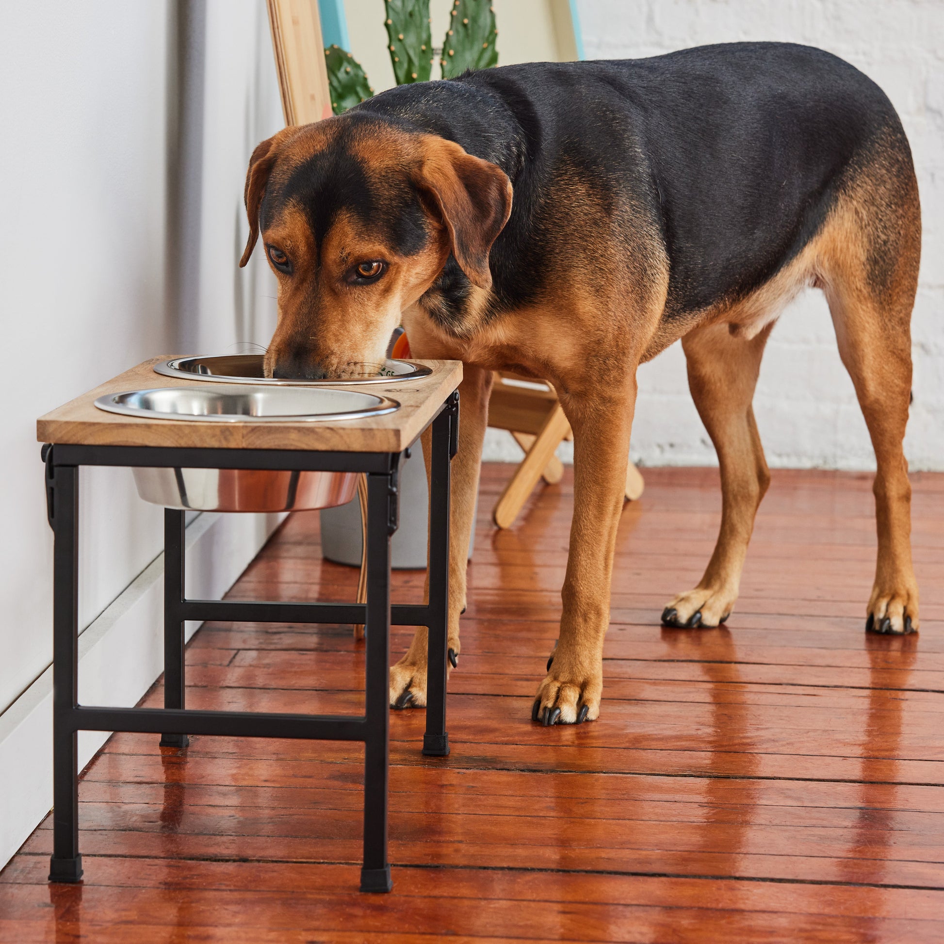 Wood & Metal Elevated Feeder - GF Pet.us