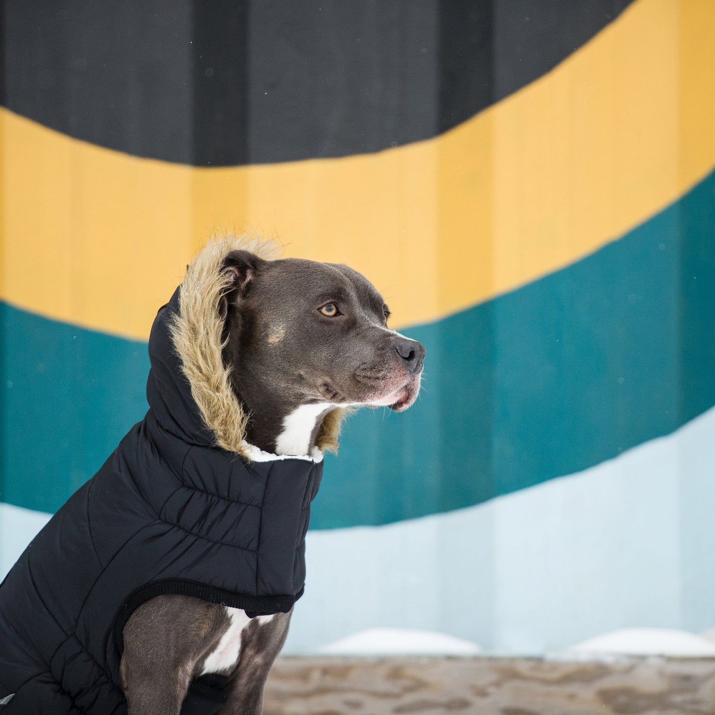 Urban Parka - Black 🏙️