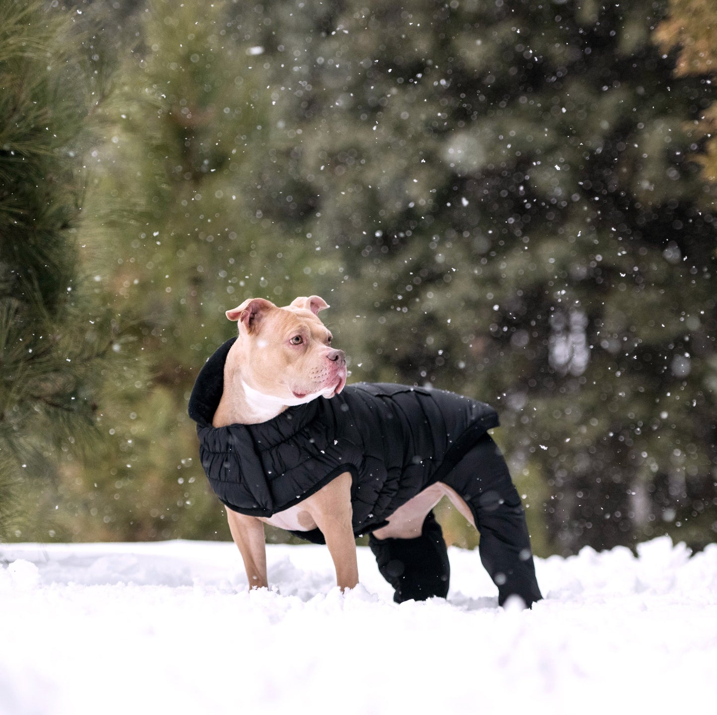 Odysey Snowsuit