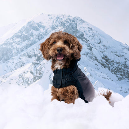 Brown dog wearing a black GF Pet Elasto-Fit hoodie with a quilted neck. Premium soft material, snowy mountain scene.