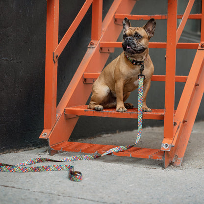 Purrfect Pet Kingdom comic book print nylon leash and collar on a French Bulldog sitting on orange metal stairs.