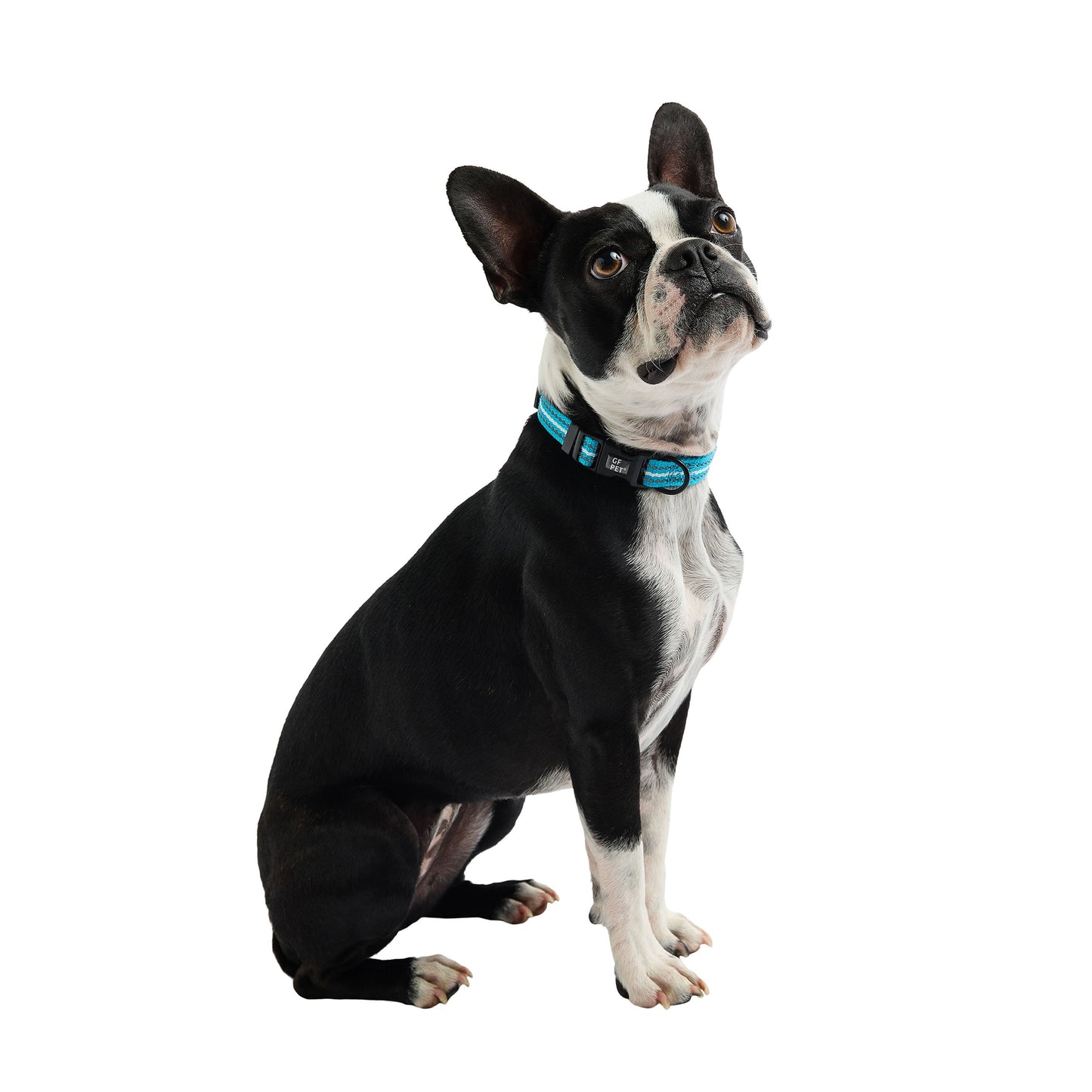 Reflective Collar - Neon Blue - Reflective Dog Collar - GF Pet.us