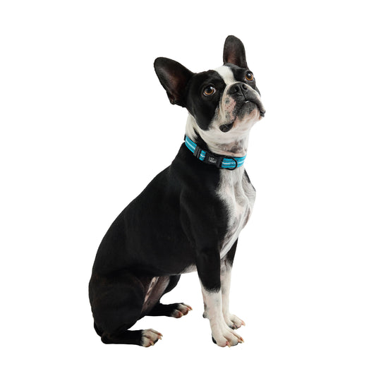 Reflective Collar - Neon Blue - Reflective Dog Collar - GF Pet.us