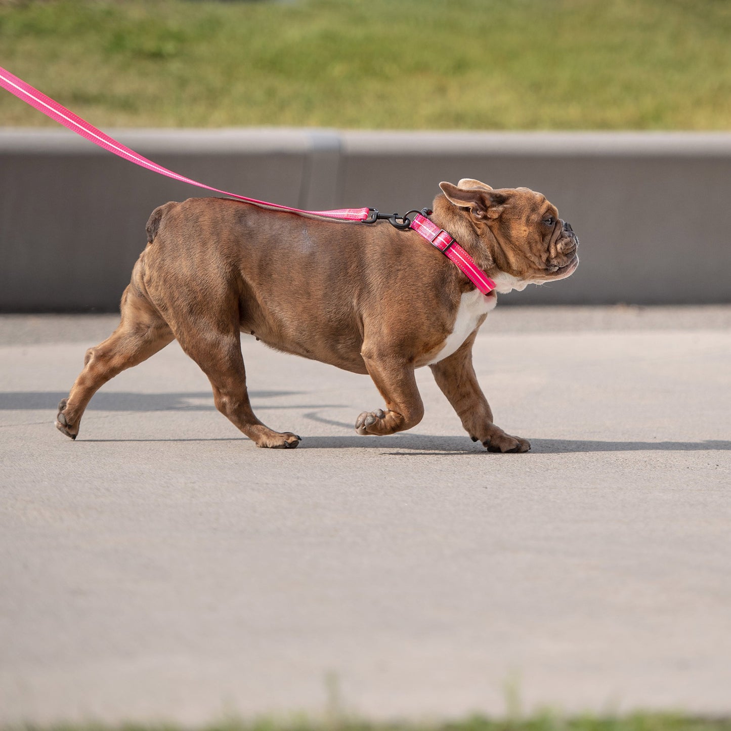 Reflective Collar - Neon Pink - Reflective Dog Collar - GF Pet.us