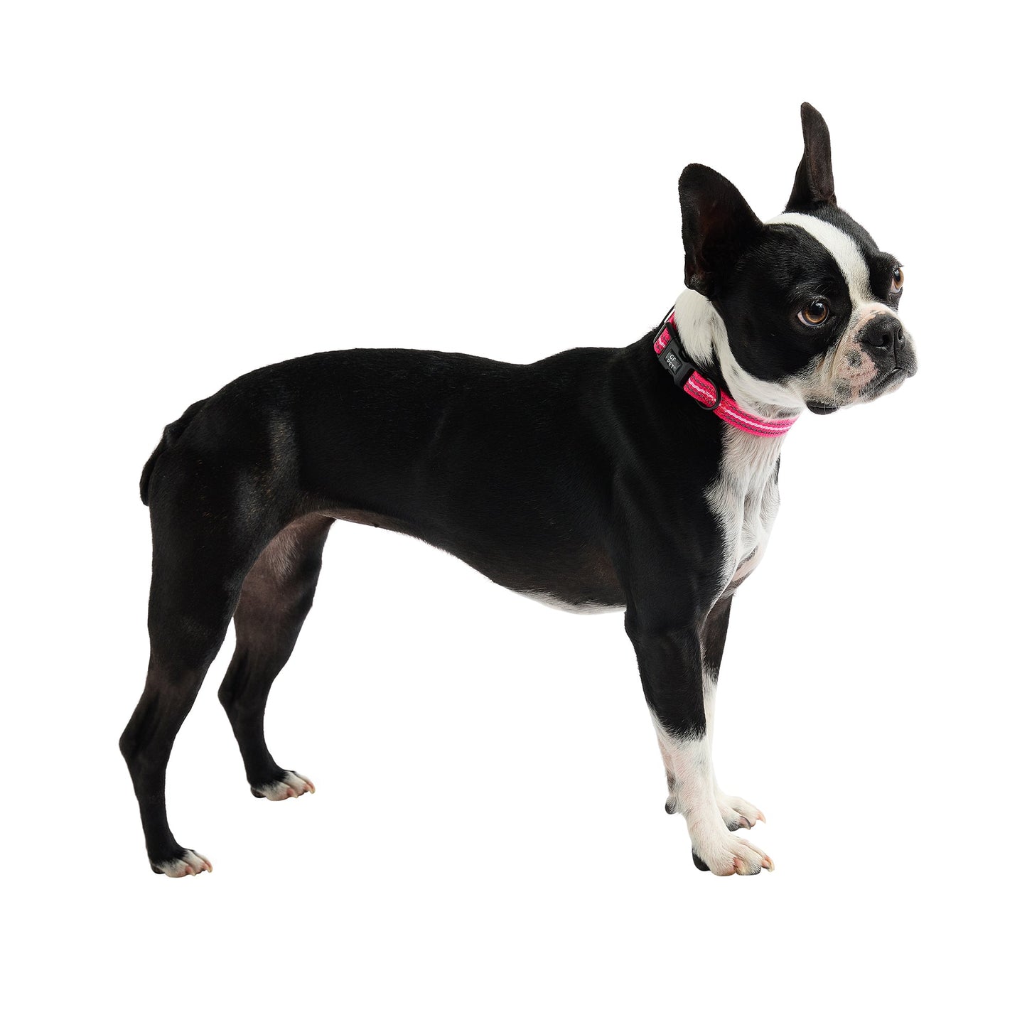 Reflective Collar - Neon Pink - Reflective Dog Collar - GF Pet.us