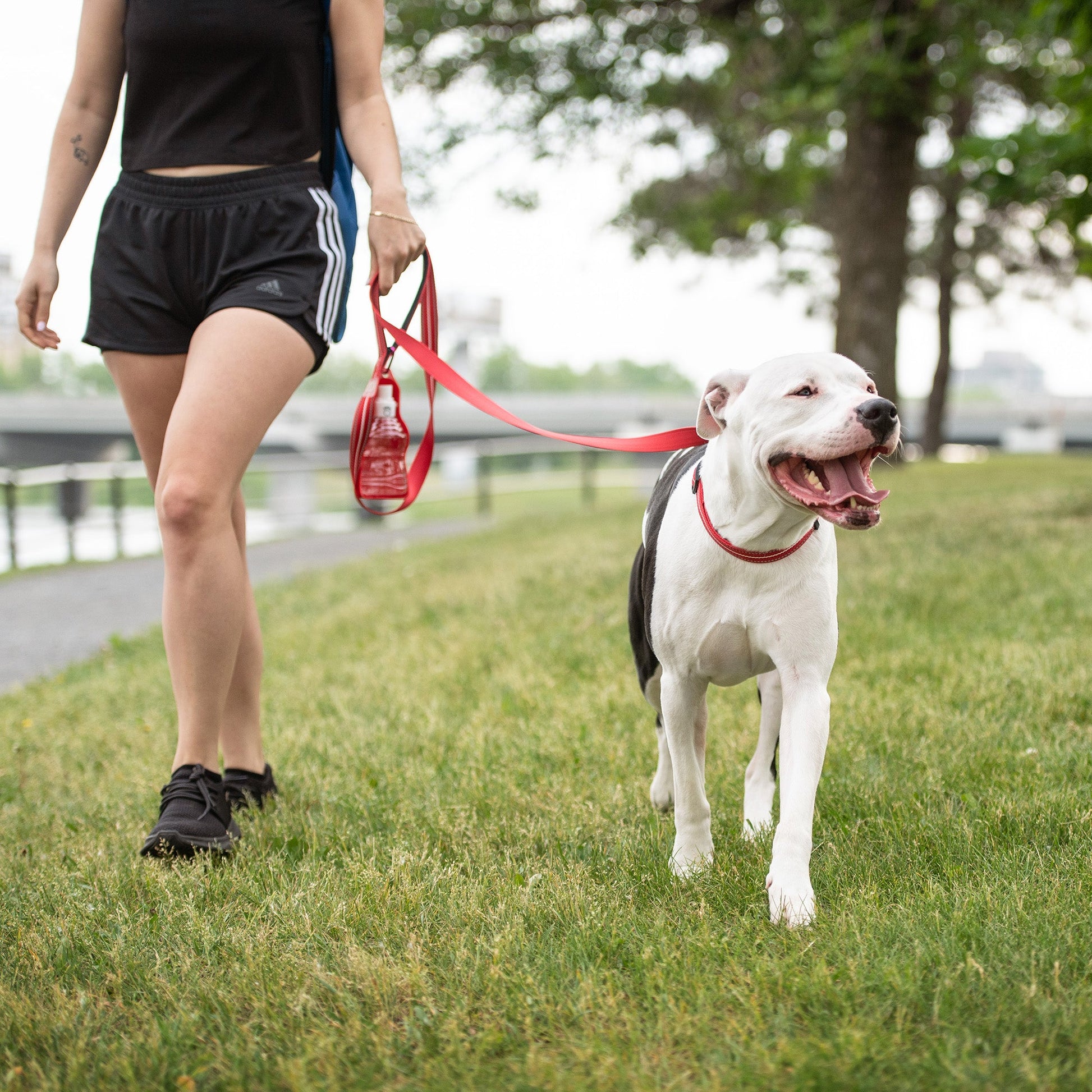 Reflective Collar - Red - Reflective Dog Collar - GF Pet.us