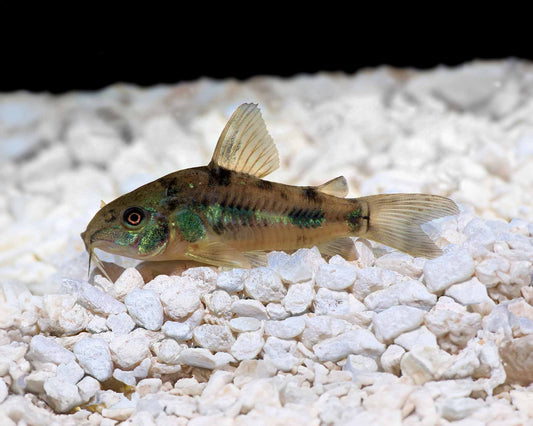 Peppered Corydoras Catfish